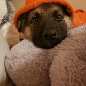 Meet your Posher, Roseginnyrose@gmail.com